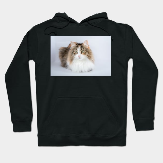 Long Hair tortoiseshell cat Hoodie by Russell102